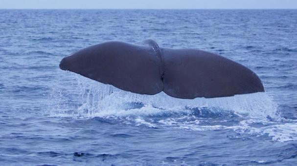 クジラのしっぽ クジラのしっぽ クジラ,しっぽ,尾びれの写真素材
