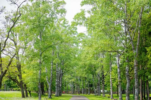 緑の中の道 緑の中の道,緑,初夏の写真素材