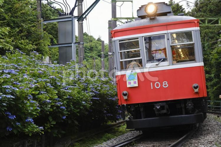 紫陽花の中を走る箱根登山鉄道の旧車両 箱根登山鉄道,紫陽花,モハ1型の写真素材