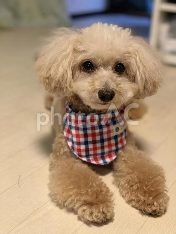 冷たいの巻いてもらったよ 可愛い,犬,おかしいですの写真素材