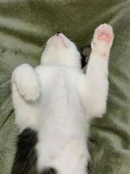 仰向けで寝る猫 仰向けで寝る猫 子ねこ,ペット,ハチワレの写真素材