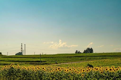 Photo, sunflower, sunflower field, summer, 