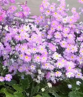 ピンクの花 ピンクの花の写真