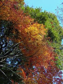 緑の葉と紅葉のコントラストが美しい風景 緑の葉と紅葉のコントラストが美しい風景の写真