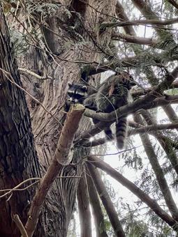 木に登るアライグマ アライグマ,木,スギの写真素材