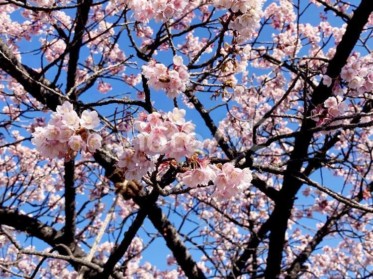 寒桜 - No: 29144710｜写真素材なら「写真AC」無料（フリー）ダウンロードOK