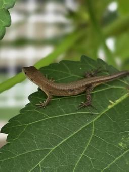カナヘビ カナヘビの写真