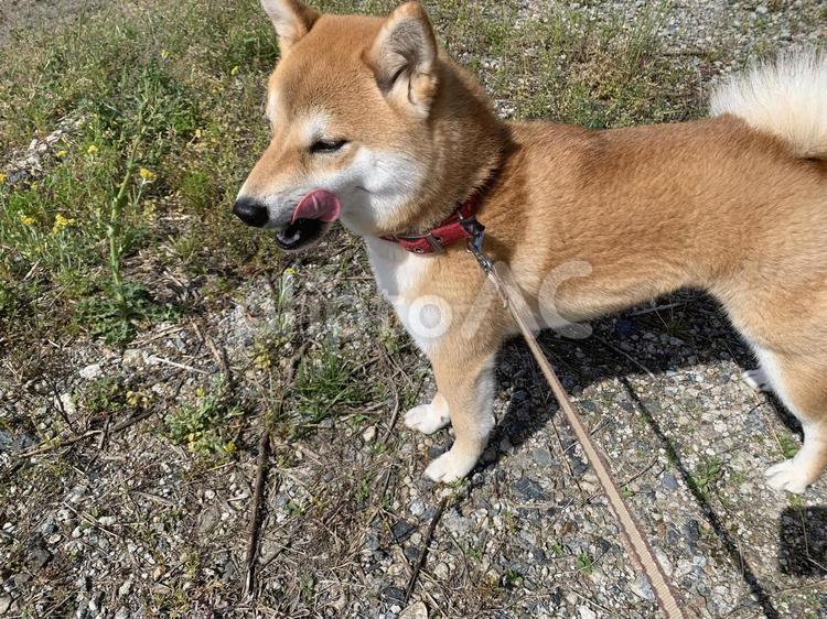 柴犬と散歩 犬,犬の舌,ペットの写真素材