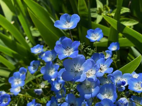Nemophila blue flowers, JPG