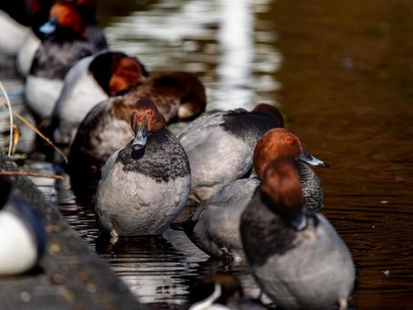 A flock of ducks at the water's edge, JPG