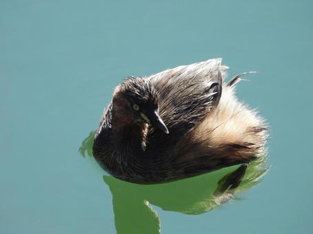 水面に浮かぶカイツブリ 水面に浮かぶカイツブリ カイツブリ,野鳥,水鳥の写真素材