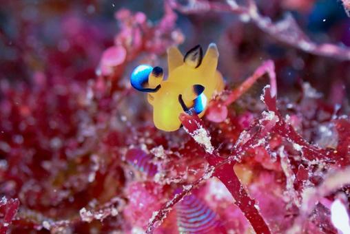西伊豆・大瀬崎 ウデフリツノザヤウミウシ 西伊豆・大瀬崎 ウデフリツノザヤウミウシ スキューバダイビング,ウミウシ,ダイビングの写真素材