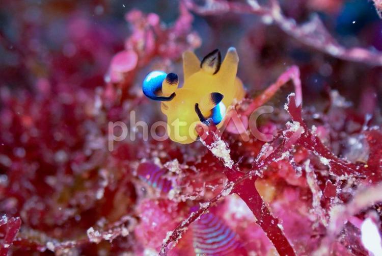 西伊豆・大瀬崎　ウデフリツノザヤウミウシ スキューバダイビング,ウミウシ,ダイビングの写真素材