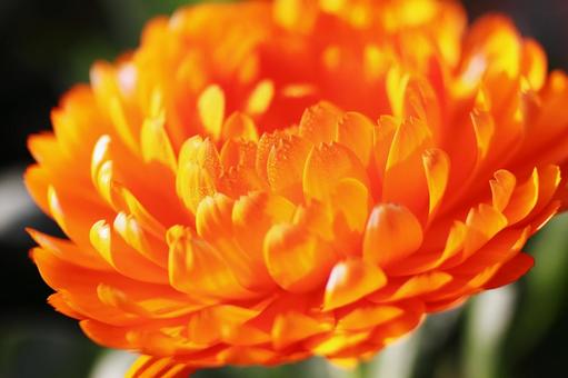 オレンジ色の菊の花 オレンジ色の菊の花の写真