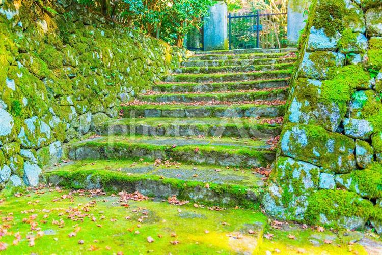 緑苔の階段 階段,日本,関西の写真素材
