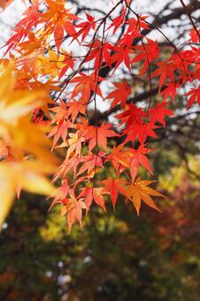 色づくもみじの写真