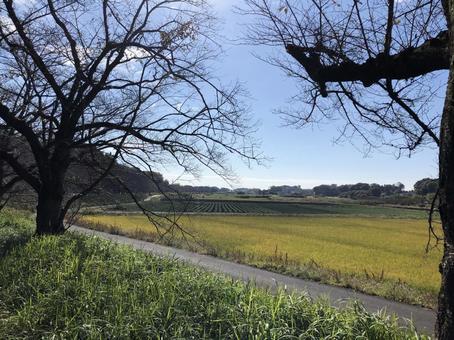 田舎道 さくら,木,絶景の写真素材