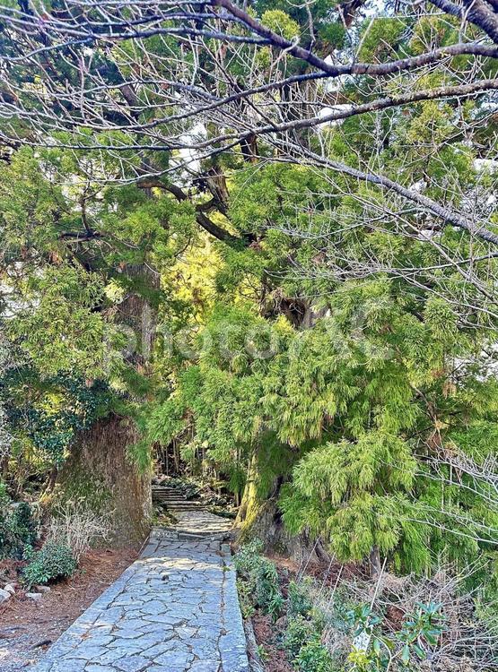大門坂　那智勝浦町　世界遺産　夫婦杉 冬の山,那智山,大門坂の写真素材