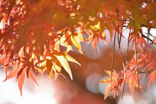 紅葉 秋色,秋,錦秋の写真素材