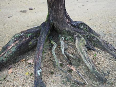 木の根っこ 昼,木,根の写真素材