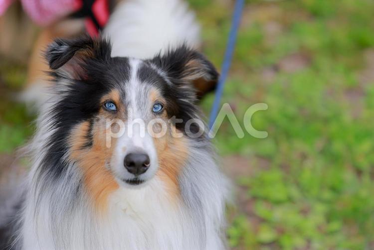 Sheltie, JPG Sheltie, cão, o cão, cão, JPG
