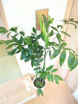 大型観葉植物コーセー 大型観葉植物コーセー 大型観葉植物,観葉植物,コーセーチャメドレアの写真素材