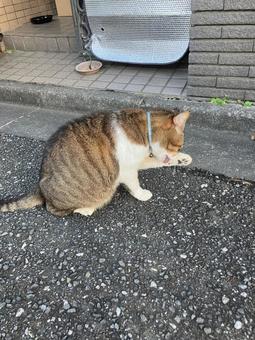 野良猫 野良猫の写真