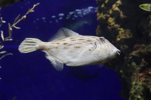 餌取り名人 カワハギ,生き物,風景の写真素材