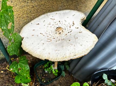 花壇に生えてきたキノコ 花壇に生えてきたキノコの写真