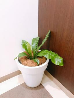 観葉植物 観葉植物の写真