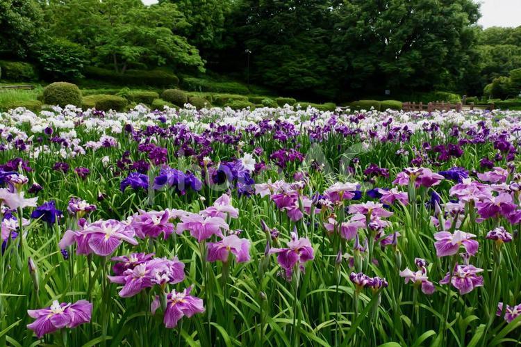 相模原公園の花菖蒲 ハナショウブ,相模原公園,見頃の写真素材