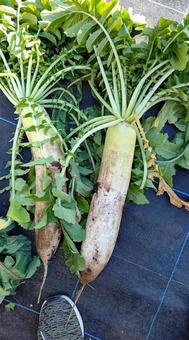 Japanese white radish, japon turp, hasat, taze hasat edilmiş, JPG