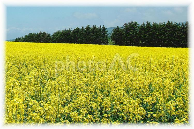 美しい菜の花畑 菜の花畑,旅行,夏の写真素材