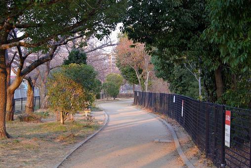 冬の散策路 散策路,遊歩道,冬の写真素材
