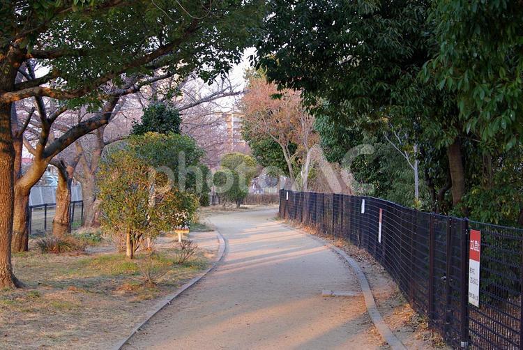 冬の散策路 散策路,遊歩道,冬の写真素材