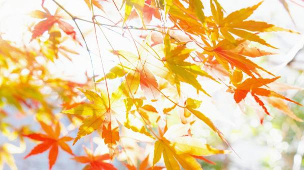 逆光に照らされる紅葉の葉の写真