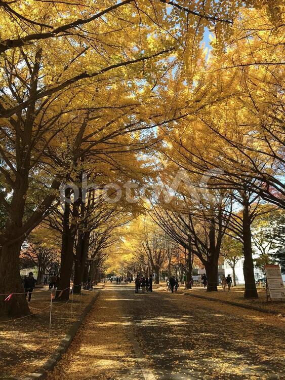 紅葉５_銀杏並木_いちょう 紅葉,紅葉狩り,秋の写真素材