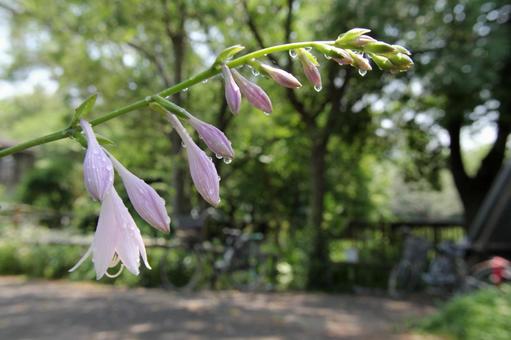 Photo, giboshi, weed, blooming landscape, 