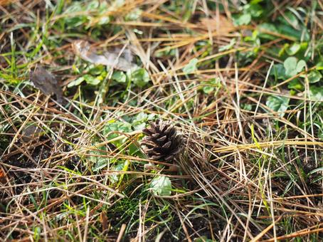 足元のまつぼっくりの写真