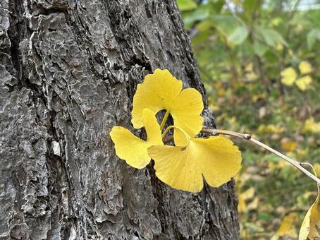 銀杏の木_1 秋,公園,紅葉の写真素材