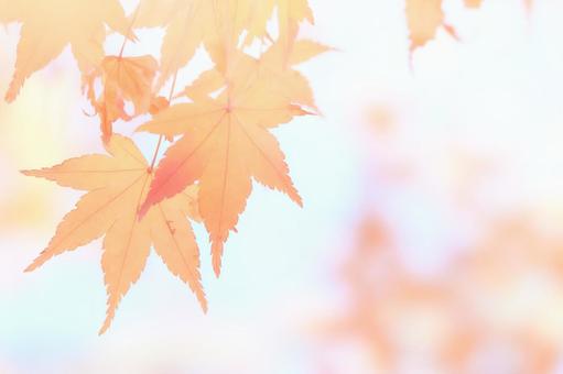 水彩調柔らかいソフトな楓の紅葉アップ 水彩調柔らかいソフトな楓の紅葉アップの写真