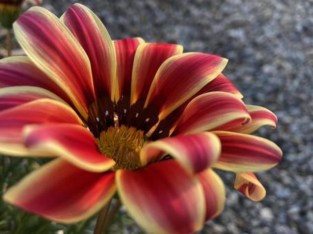 gerbera, JPG gerbera, JPG