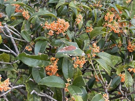 きんもくせい 11月,10月,秋の写真素材