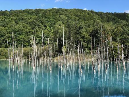北海道美瑛 青い池 北海道美瑛 青い池 北海道,美瑛,青いの写真素材
