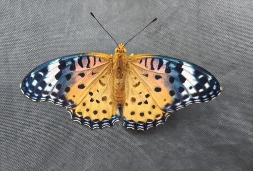 ツマグロヒョウモンの写真