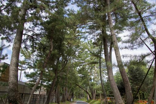 御油の松並木 御油の松並木 御油の松並木,旧東海道,御油の写真素材