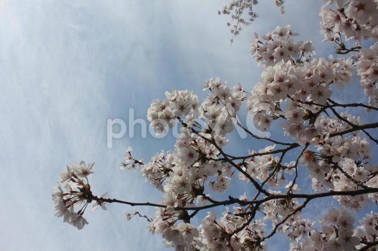大正橋側の桜　９ 春,サクラ,桜の写真素材