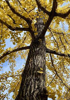 見上げたイチョウの木１本 秋,イチョウ,銀杏の木の写真素材