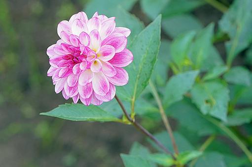 宝塚ダリア園秋ダリア22フェアリーテイル 宝塚市,宝塚ダリア園,ダリアの写真素材