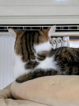A cat taking up a position in front of the air conditioner, JPG A cat taking up a position in front of the air conditioner, JPG